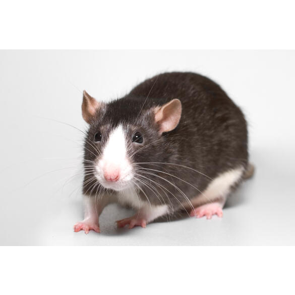 Крыса Декоративная