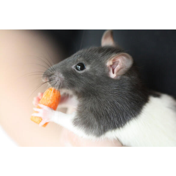 Крыса Декоративная