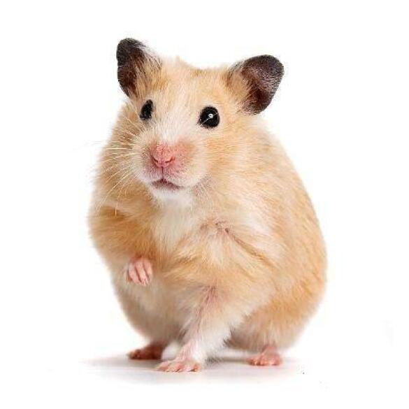 Хомяк Сирийский