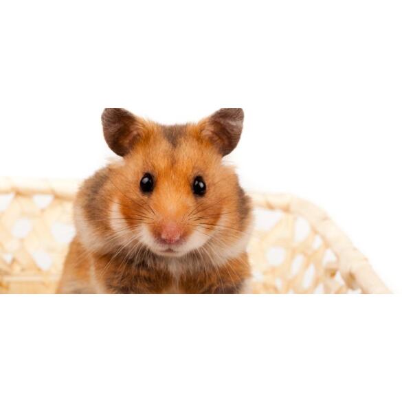 Хомяк Сирийский