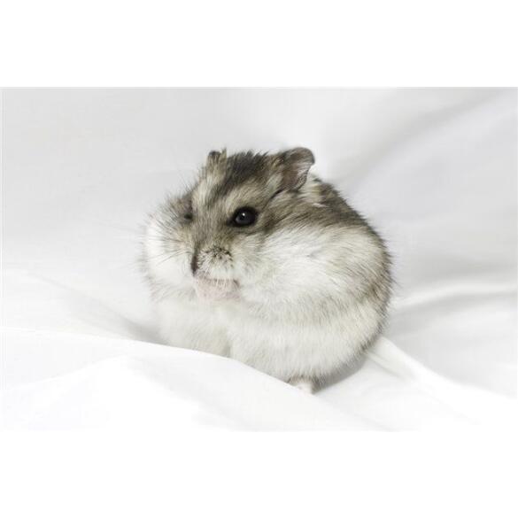 Хомяк Джунгарский