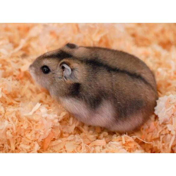 Хомяк Джунгарский