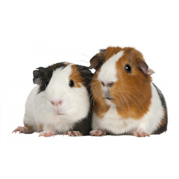 Морская свинка