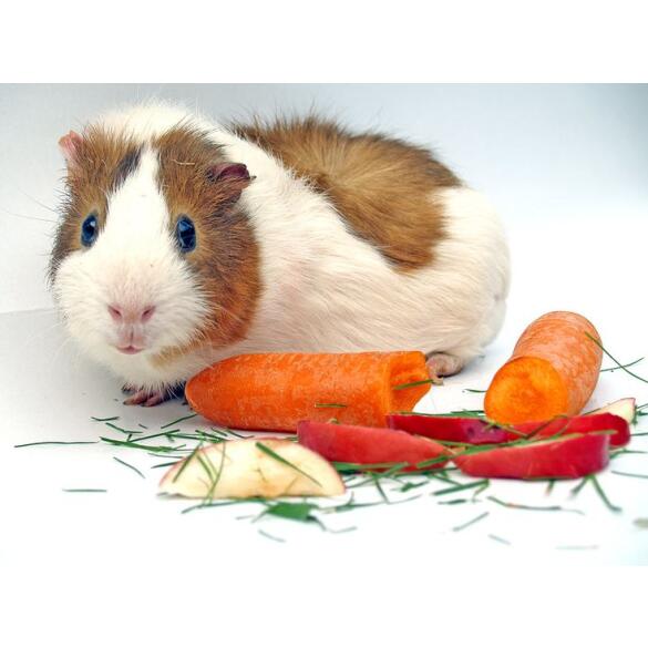 Морская свинка