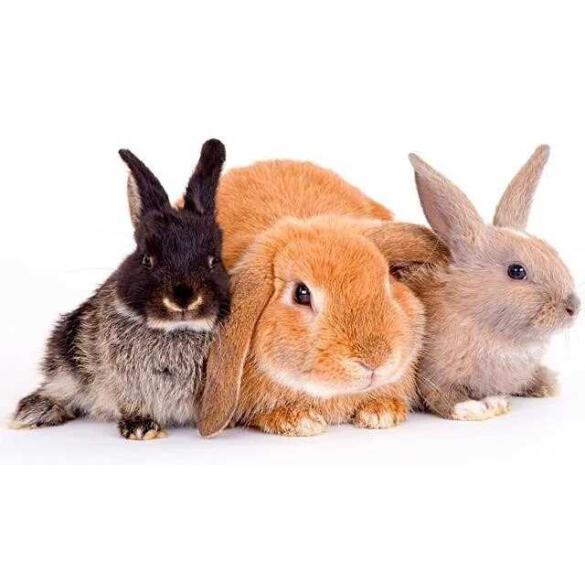 Кролик Декоративный