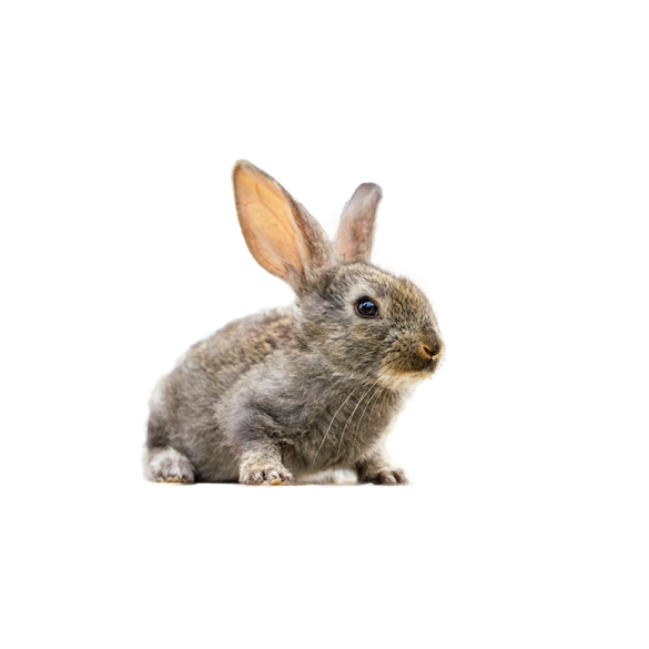 Кролик Декоративный