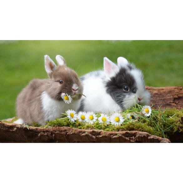 Кролик Декоративный