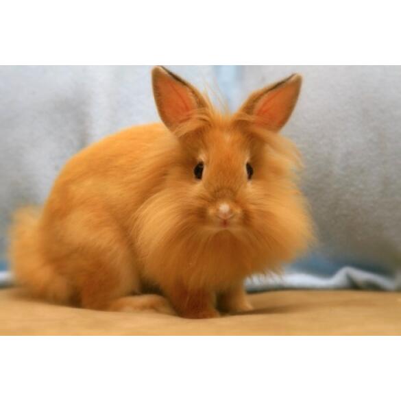 Кролик Декоративный