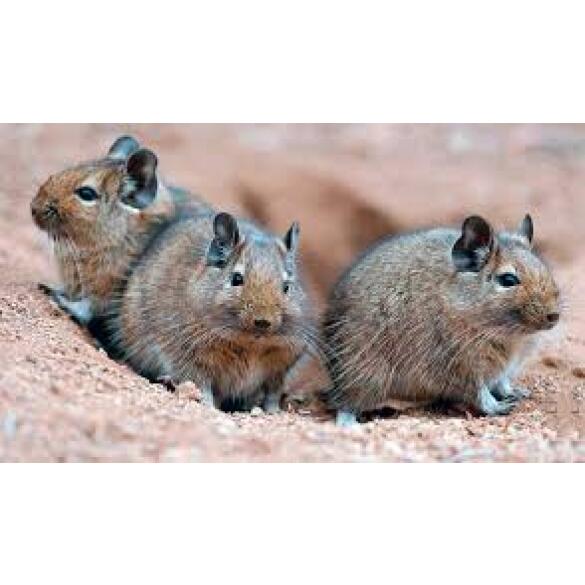 Дегу (чилийская белка)