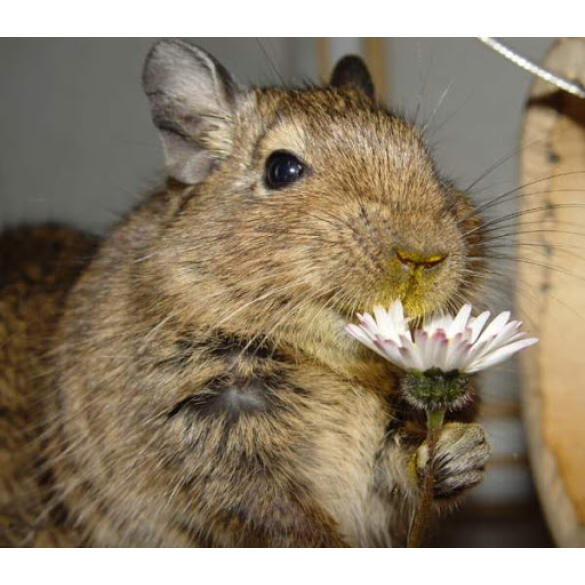 Дегу (чилийская белка)