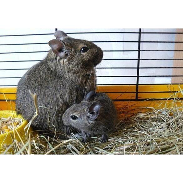 Дегу (чилийская белка)