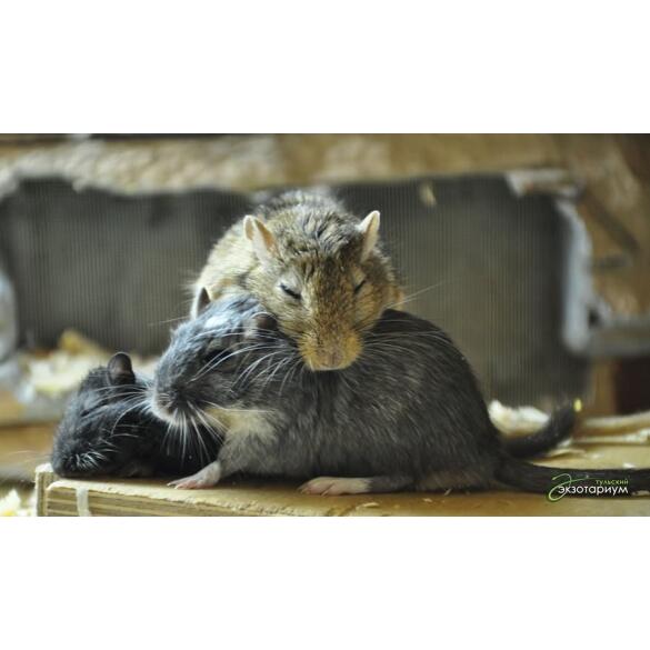 Мышь Песчанка