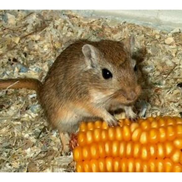 Мышь Песчанка