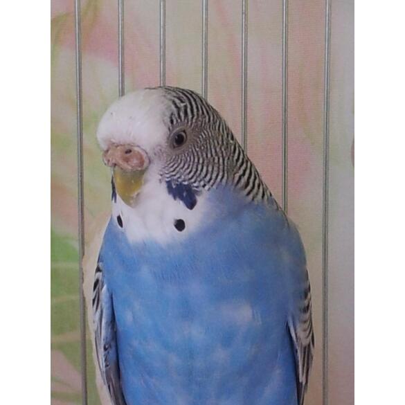 Волнистый попугай (самка)