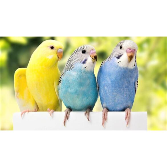 Волнистый попугай (самка)