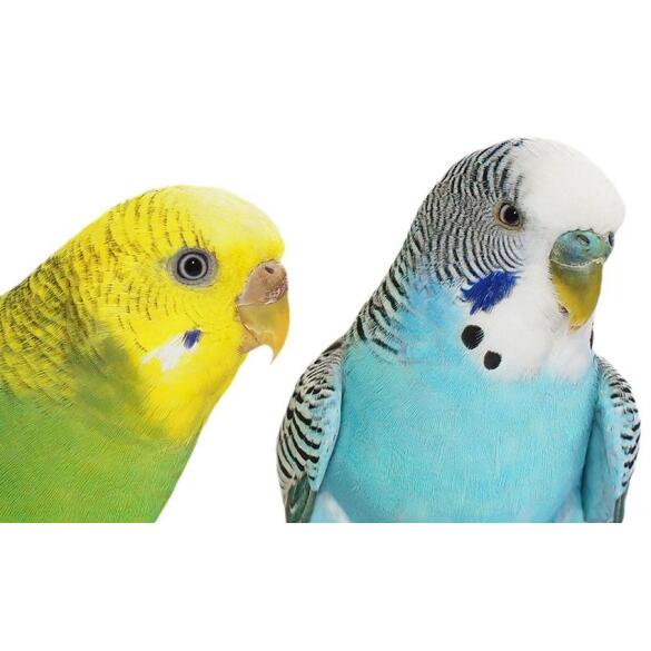 Волнистый попугай (самец)