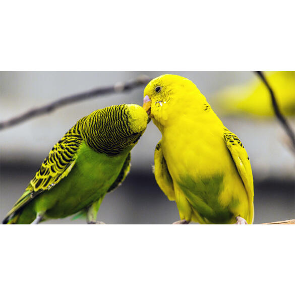 Волнистый попугай (самец)