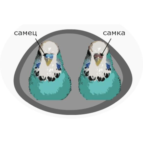 Волнистый попугай (самка)