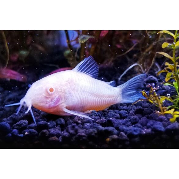 Сом Коридорас Альбинос (Corydoras paleatus var albino) 2-3см
