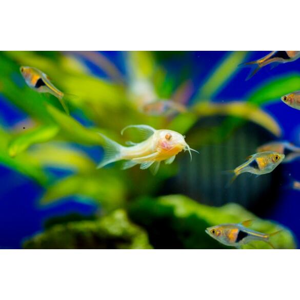 Сом Коридорас Альбинос (Corydoras paleatus var albino) 2-3см