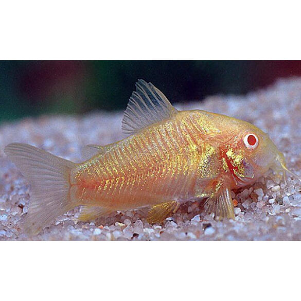 Сом Коридорас Альбинос (Corydoras paleatus var albino) 2-3см