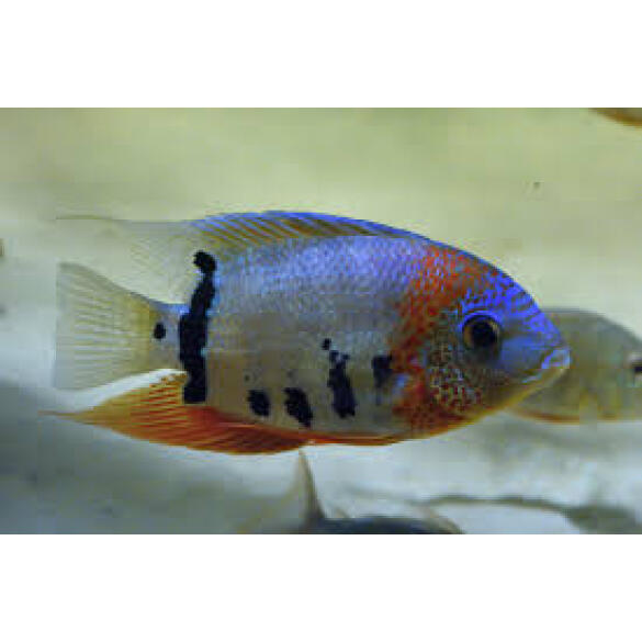 Северум (Heros severus)