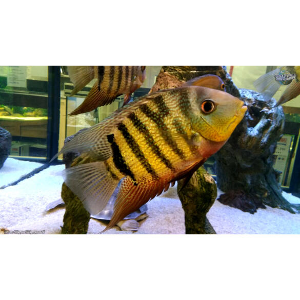 Северум (Heros severus)