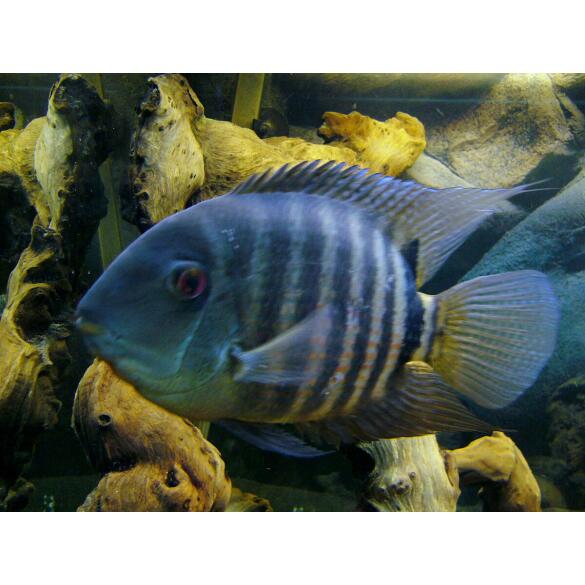 Северум (Heros severus)