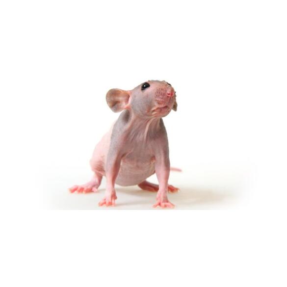 Крыса Сфинкс