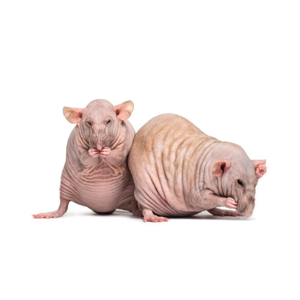 Крыса Сфинкс