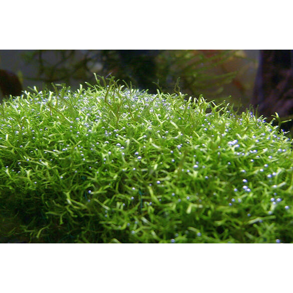 Растение аквариумное Риччия Флуитанс (Riccia fluitans)