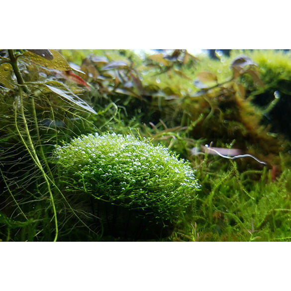 Растение аквариумное Риччия Флуитанс (Riccia fluitans)