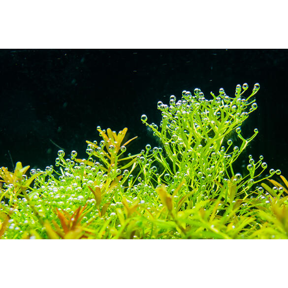 Растение аквариумное Риччия Флуитанс (Riccia fluitans)