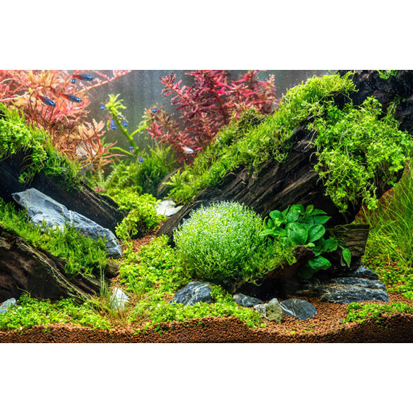 Растение аквариумное Риччия Флуитанс (Riccia fluitans)