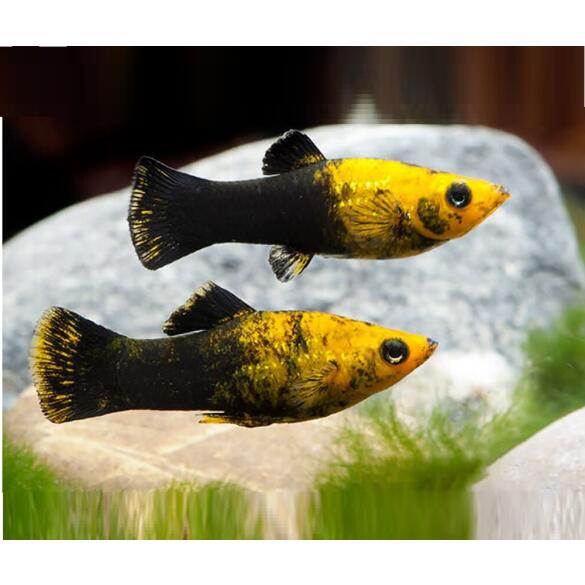 Моллинезия золотая черная лирохвостая (Poecilia sphenops Black) 2см