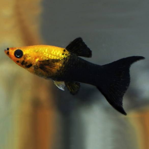 Моллинезия золотая черная лирохвостая (Poecilia sphenops Black) 2см