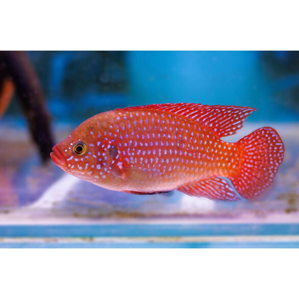 Хемихромис Лифалили (Hemichromis Lifalili)