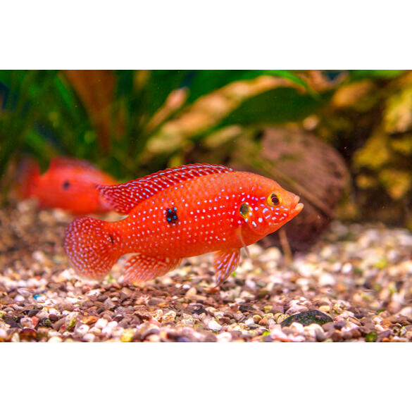 Хемихромис Лифалили (Hemichromis Lifalili)