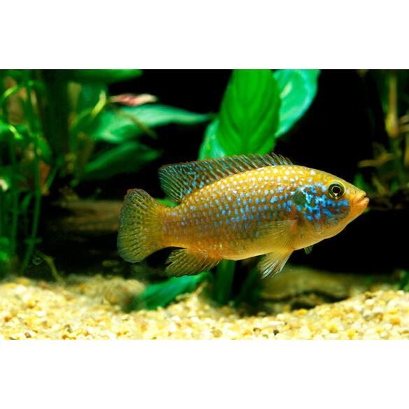 Хемихромис Лифалили (Hemichromis Lifalili)