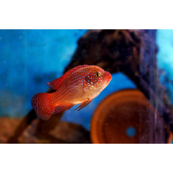 Хемихромис Лифалили (Hemichromis Lifalili)