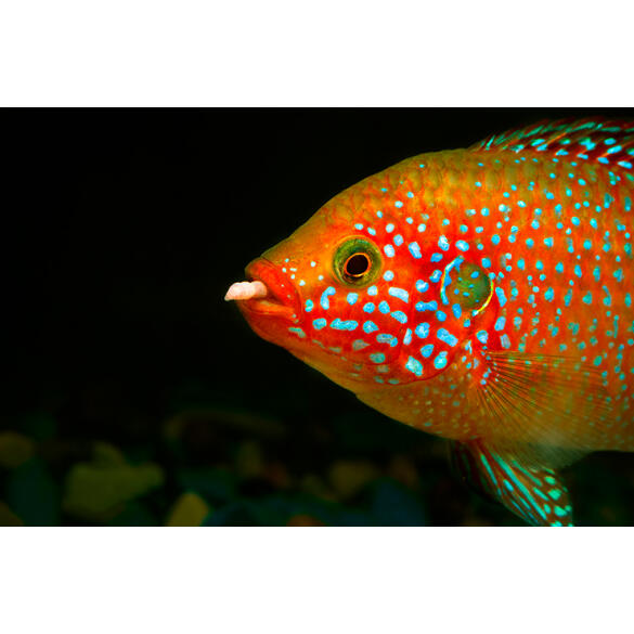 Хемихромис Лифалили (Hemichromis Lifalili)