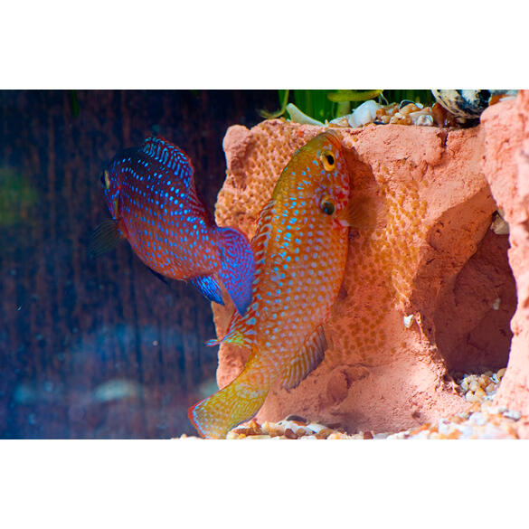 Хемихромис Лифалили (Hemichromis Lifalili)