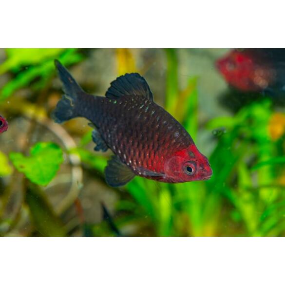 Барбус черный (Puntius nigrofasciatus)