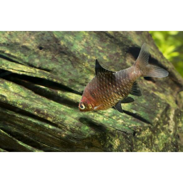 Барбус черный (Puntius nigrofasciatus)