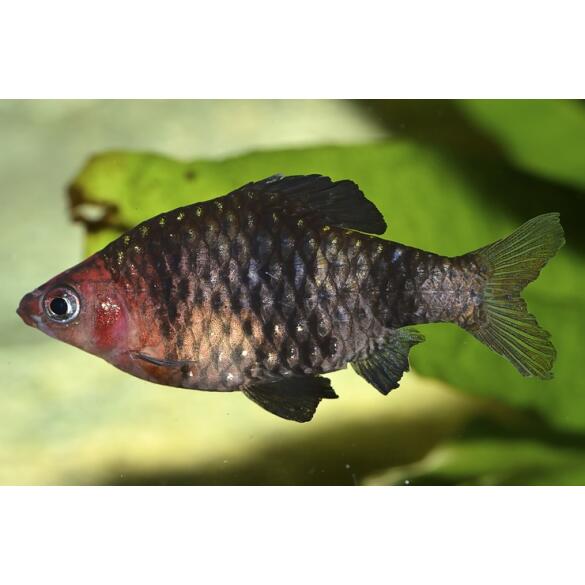 Барбус черный (Puntius nigrofasciatus)