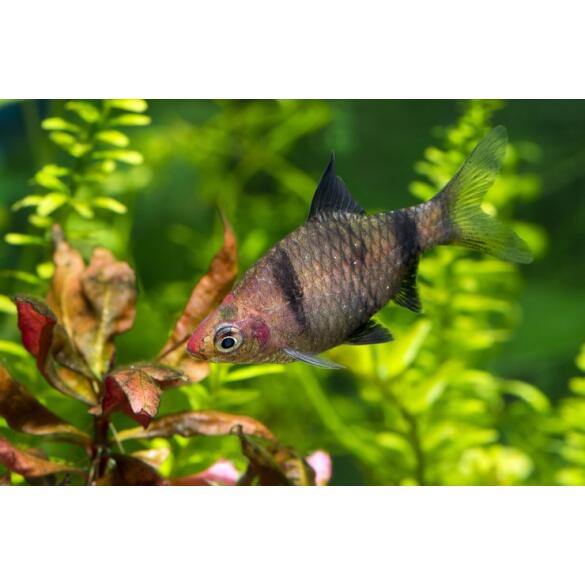 Барбус черный (Puntius nigrofasciatus)