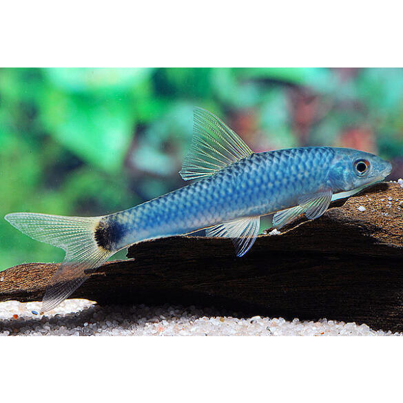 Водорослеед бородоед синий (Epalzeorhynchus Siamensis Siamese Flying Fox) 2-3см