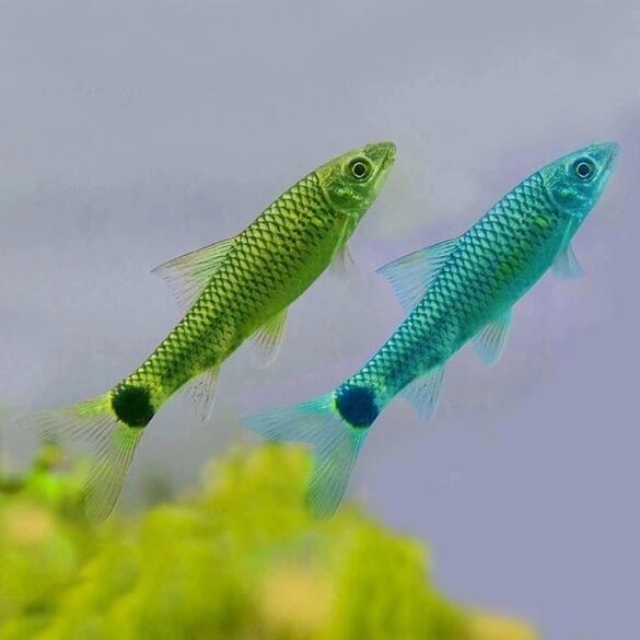 Водорослеед бородоед зеленый (Epalzeorhynchus Siamensis Siamese Flying Fox) 2-3см