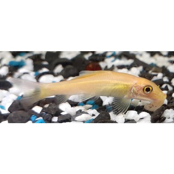 Гиринохейлус альбинос (Gyrinocheilus aymonier)