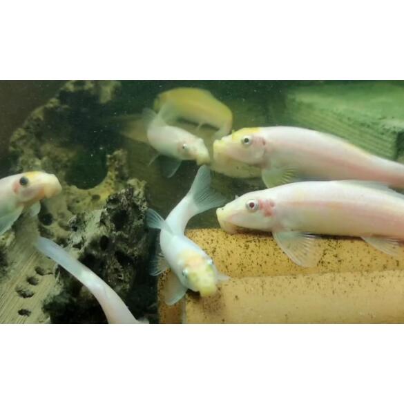 Гиринохейлус альбинос (Gyrinocheilus aymonier)